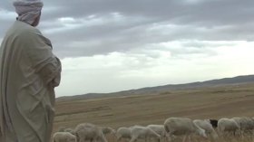 دكتور يرعى الغنم