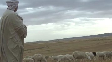 دكتور يرعى الغنم