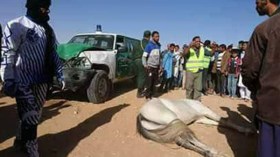 سيارة للدرك تتسبب في حادث مميت استهدف سباقا للخيول