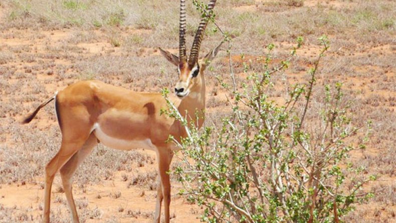 إطلاق 250 رأس من الغزال الصحراوي في النعامة