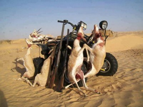 Gulf tourists target endangered animals in Algeria