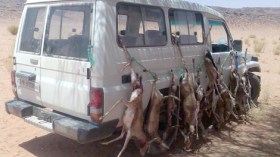 أمراء ينظمون عمليات صيد جماعية “وحشية” للغزلان بالصحراء الكبرى