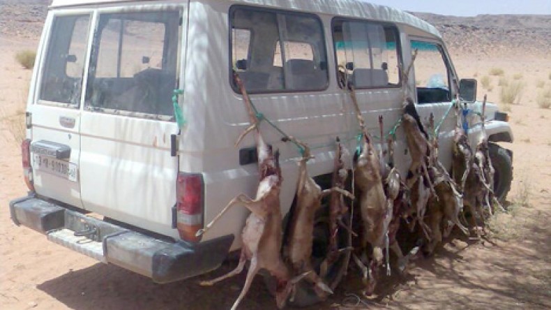 أمراء ينظمون عمليات صيد جماعية “وحشية” للغزلان بالصحراء الكبرى