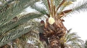 “سوسة النخيل” تفتك بمزارع النخيل بالطالب العربي