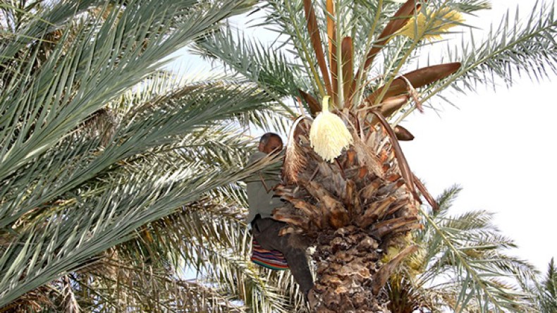 “سوسة النخيل” تفتك بمزارع النخيل بالطالب العربي