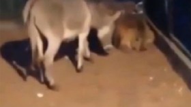 حمار يحشر أسدا في زاوية ويرفسه .. مرتين
