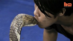 تايلاندي يقبّل أفعى كوبرا