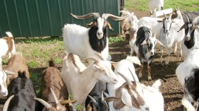 وزارة الفلاحة ترفض الترخيص باستيراد الماعز من إسبانيا!