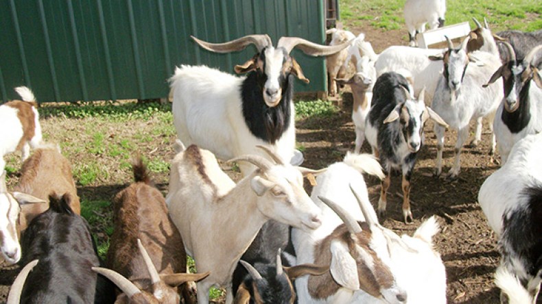 وزارة الفلاحة ترفض الترخيص باستيراد الماعز من إسبانيا!