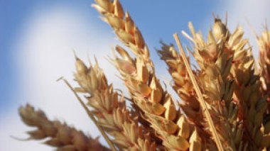 Algeria Plans to Raise Cereal Output, Cut Imports