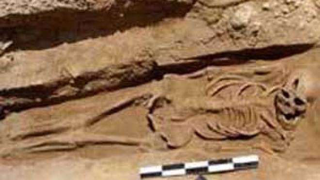 هيكل عظمي تاريخي يكشف عن جراحة دماغ