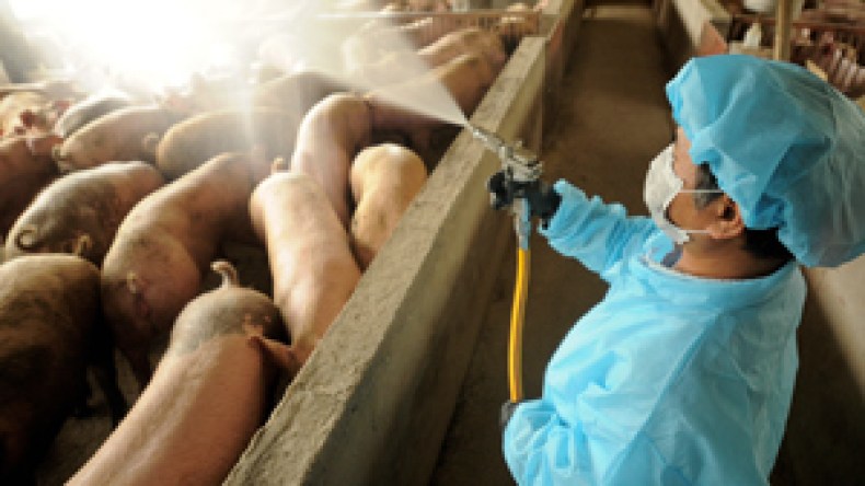 تجنيد 17 قطاعا وزاريا لمواجهة خطر انتقال “أنفلونزا الخنازير” للجزائر