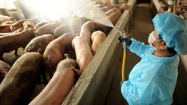 17 ministerial sectors to combat “swine influenza” in Algeria
