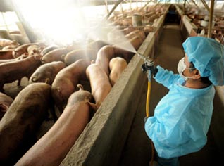 17 ministerial sectors to combat “swine influenza” in Algeria