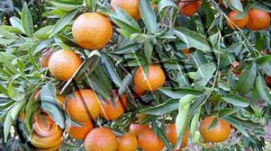 Prévisions en baisse de la production agrumicole en 2011/12