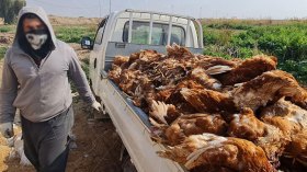 انتشار صامت لأنفلونزا الطيور وبياطرة يحذرون من كارثة