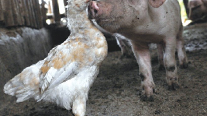 الجزائر تعلن حالة التأهب والطوارئ الصحية بالدرجة الخامسة