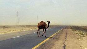 الإبل تكتسح الطرقات الوطنية بورڤلة وتهدد المسافرين