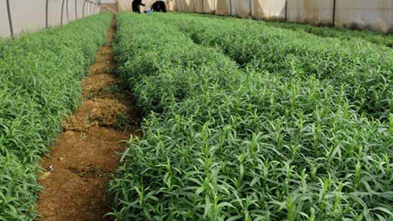 تأخر الجزائر في مجال زراعة الأعشاب الطبية مقارنة بجيرانها