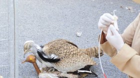 أسطورة‭ ‬طائر‭ ‬الحبار‭ ‬وقصة‭ ‬الكبد‭ ‬السحرية