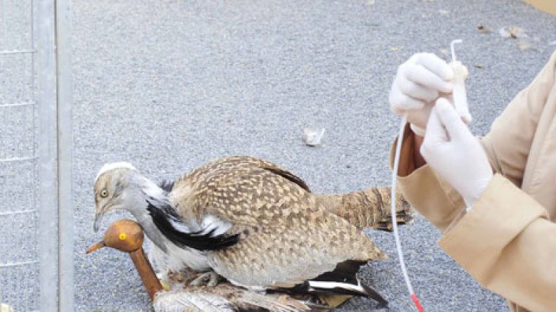 أسطورة‭ ‬طائر‭ ‬الحبار‭ ‬وقصة‭ ‬الكبد‭ ‬السحرية