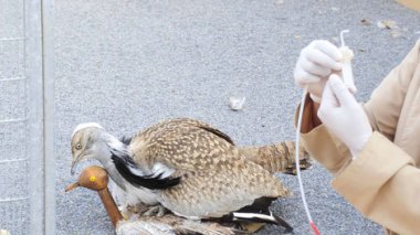 Les braconniers du Qatar de nouveau à El Bayedh