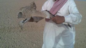 إصابة أمير سعودي خلال صيد طائر الحبار بنواحي بشار