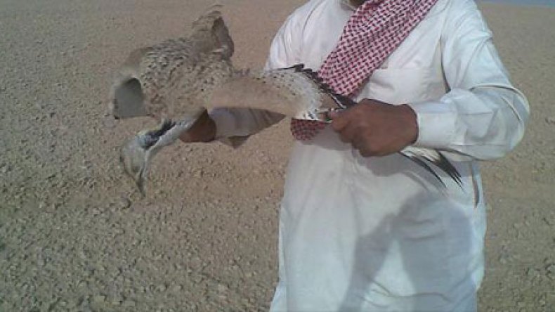 إصابة أمير سعودي خلال صيد طائر الحبار بنواحي بشار