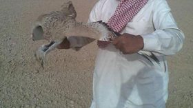 الإمارات تدعو رعاياها إلى التوقف عن صيد الطيور في الجزائر