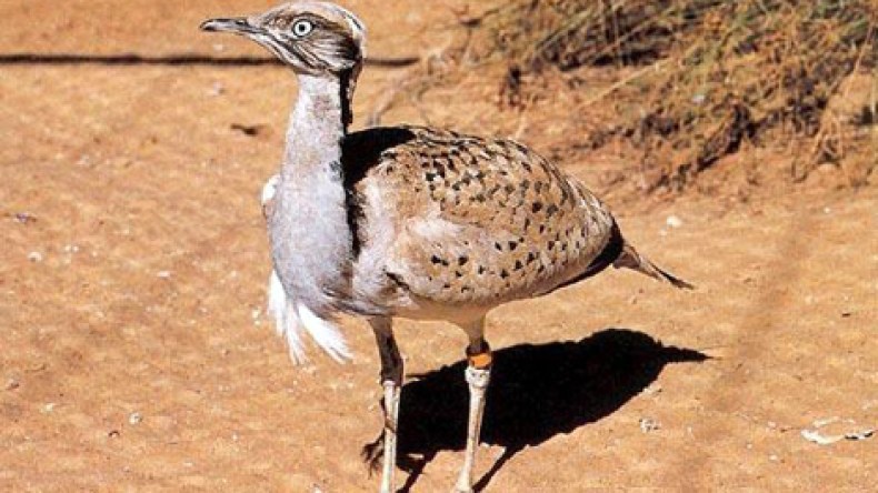 أمراء إماراتيون يحطّون الرّحال بالنعامة لصيد “الحبّار”