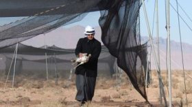 قانون الصيد سيطبق على أمراء الخليج وغيرهم