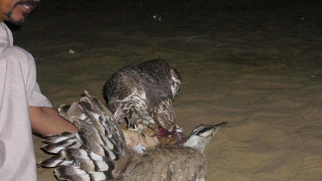 دبلوماسيون يتورطون في تهريب الطيور النادرة والمحمية من الجزائر