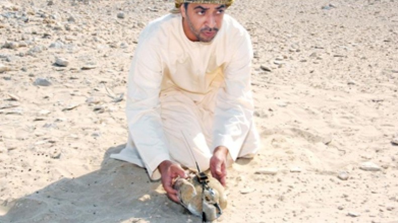 أمراء خليجيون ينفقون الملايير لصيد الحباري بصحراء بسكرة