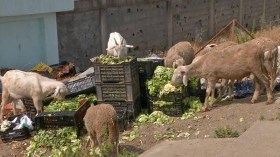 أطنان من الخضر في المزابل و”علف” للماشية!