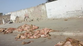 جلود بقيمة 32 مليارا ترمى في المزابل