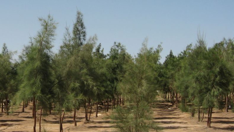 10 سنوات من التّشجير لتجاوز آثار الحرائق