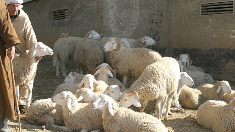 الوسطاء يلهبون أسعار الأضاحي قبيل العيد!