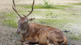 عائلات أفطرت على لحم “الأيل البربري” النادر طيلة رمضان