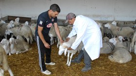 البياطرة “يتبرؤون” سلفا من أي أمراض محتملة للأضاحي