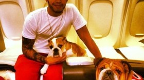 كلاب تسافر بدرجة “رجال أعمال”!؟