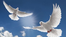 من أفجع هذه الحمامة في صغارها؟