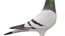 دعوات لاستخدام الحمام الزاجل بدل الهاتف المحمول !