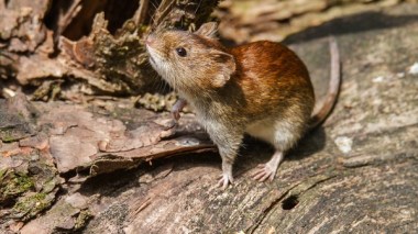 Hantavirus Séoul: Premier cas en Allemagne!