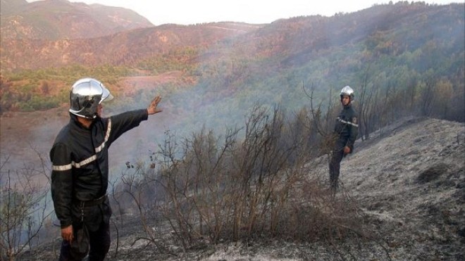 الحرائق أتلفت 134 ألف هكتار من الغابات