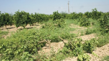 Terrorists blackmail farmers in Algeria