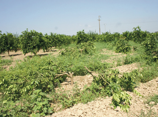 Terrorists blackmail farmers in Algeria
