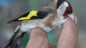 “مقنين” مقابل سيارة ” كليو” وآخر بـ640 ألف دينار جزائري!