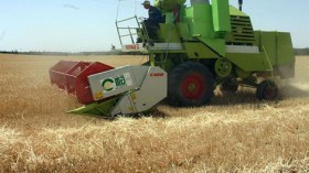 توقع ارتفاع في إنتاج الحبوب لموسم حصاد 2014