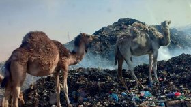 المفرغة العمومية بحاسي مسعود تفتك بالثروة الحيوانية والسلطات تتفرج