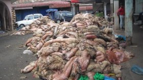 ‮”‬جلود الأضاحي‮” ‬تضخ 7 ‬ملايين دولار في‮ ‬خزينة الدولة‮!‬